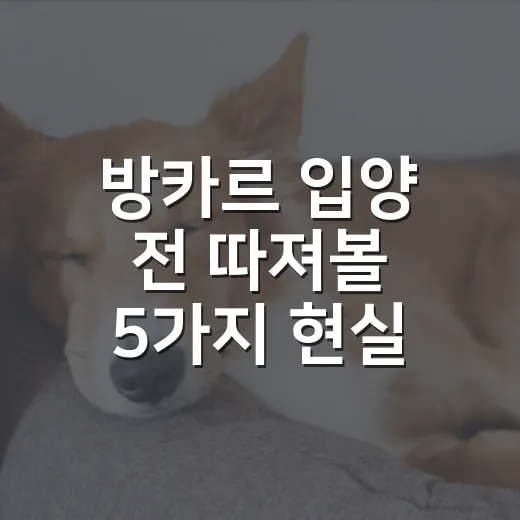 방카르 입양 전 따져볼 5가지 현실 조건 - 요약