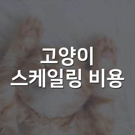 고양이 스케일링 비용, 병원 가기 전 따져볼 5가지 - 요약
