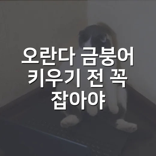 오란다 금붕어 키우기 전 꼭 잡아야 할 5가지 기준 - 요약