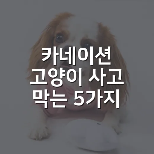 카네이션 고양이 사고 막는 5가지 현실 체크 - 요약