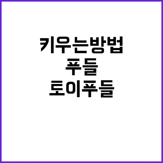 토이푸들 키우는 방법, 처음 데려오기 전 꼭 챙길 것들 - 요약