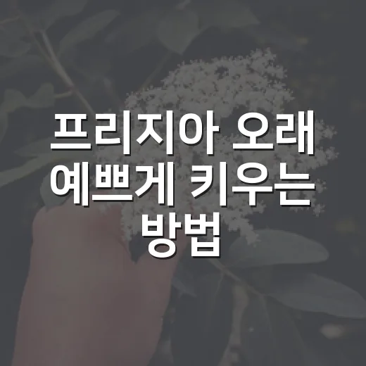 프리지아 오래 예쁘게 키우는 방법, 향기부터 물주기까지 초보자도 쉽게 - 요약