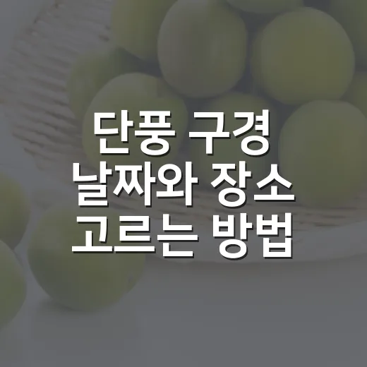 단풍 구경 날짜와 장소 고르는 방법 - 요약