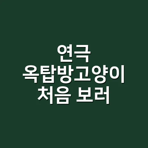 연극 옥탑방고양이 처음 보러 가는 방법, 예매 전 알아두면 좋은 관람 포인트 - 요약