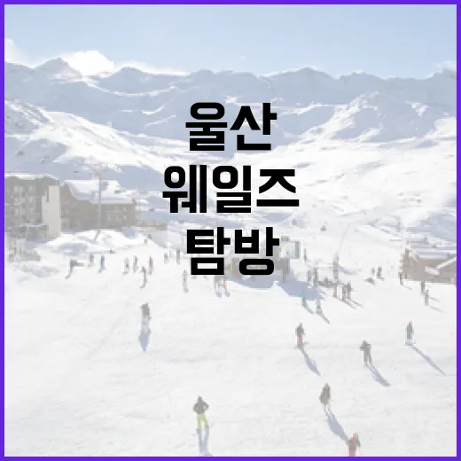 울산 웨일즈를 탐방하는 방법 - 요약