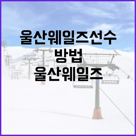 울산 웨일즈 선수를 알아보는 방법 - 요약