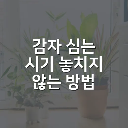 감자 심는 시기 놓치지 않는 방법, 초보 텃밭도 이렇게 맞추면 됩니다 - 요약