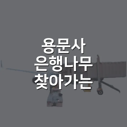 용문사 은행나무 찾아가는 방법과 주변 걷는 길 - 요약