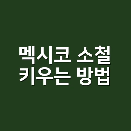 멕시코 소철 키우는 방법, 초보자가 놓치기 쉬운 물주기와 햇빛 관리 - 요약