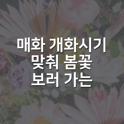 매화 개화시기 맞춰 봄꽃 보러 가는 방법 - 요약