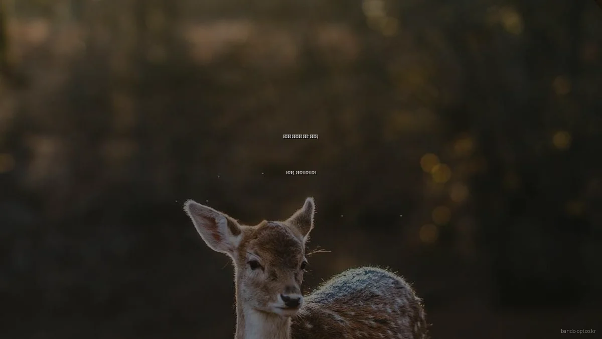 안경테 스타일별 추천: 라운드, 스퀘어, 캣아이 비교 분석