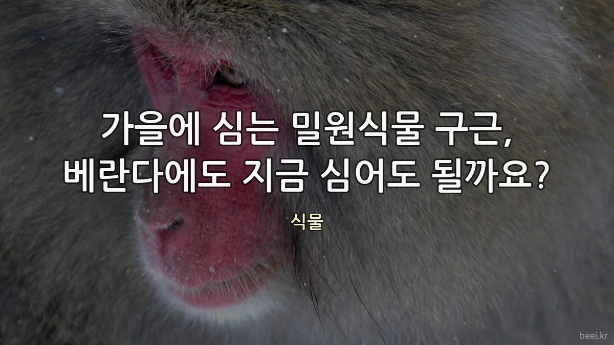 가을에 심는 밀원식물 구근, 베란다에도 지금 심어도 될까요?
