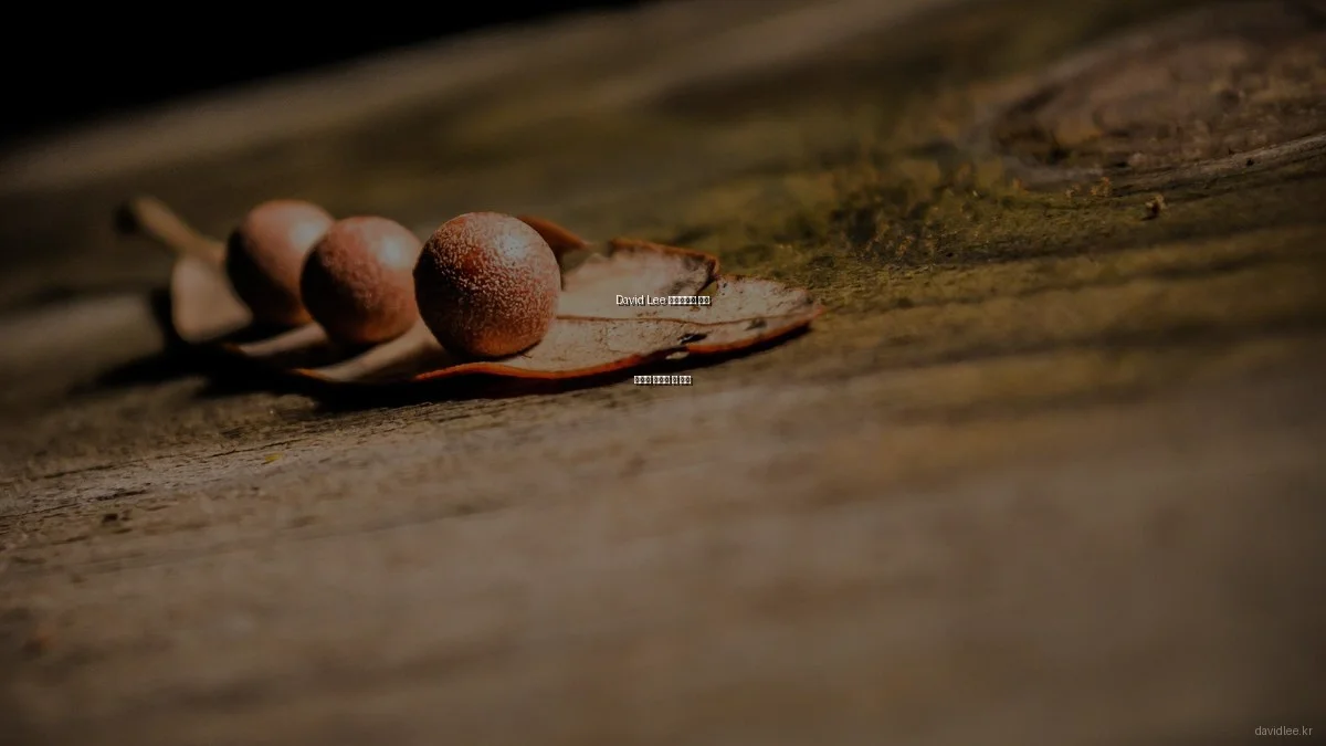 David Lee 포트폴리오 실패 사례와 피해야 할 함정