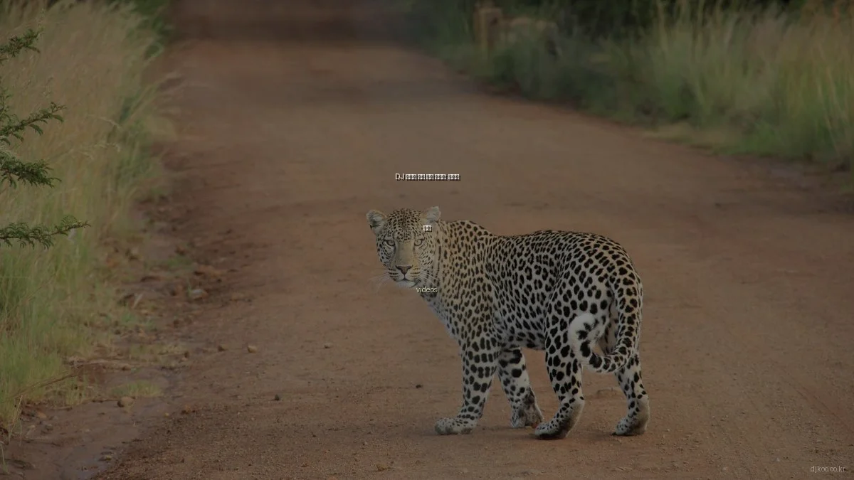 DJ 비디오 제작 기초 가이드: 초보자 필독