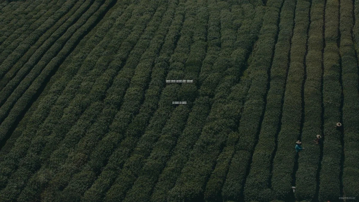 에센스 제대로 활용하는 방법: 초보자가 꼭 알아야 할 가이드