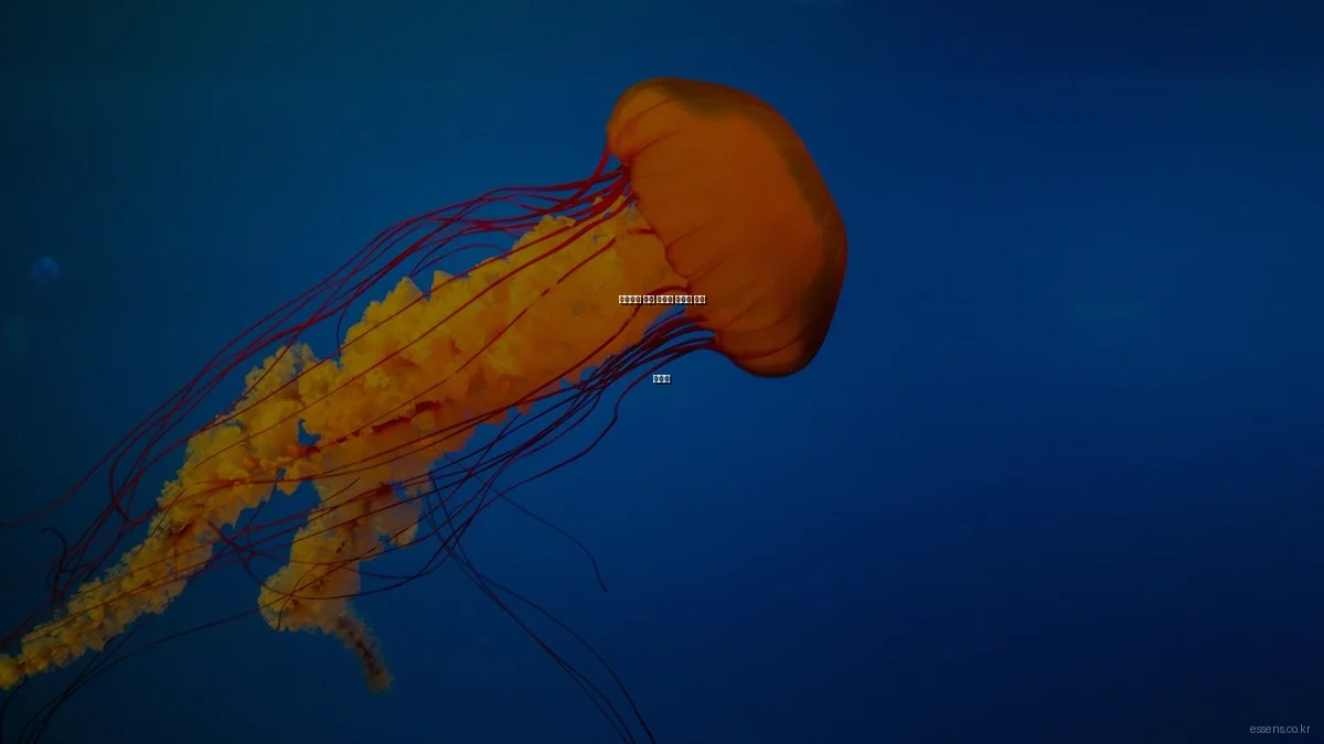 초보자를 위한 에센스 선택과 사용 가이드