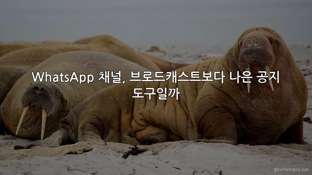 WhatsApp 채널, 브로드캐스트보다 나은 공지 도구일까