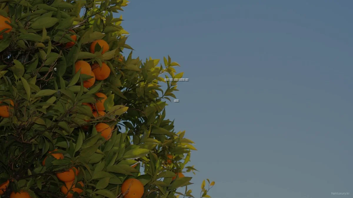 럭셔리 향수: 매일의 프리미엄 감성 체험기