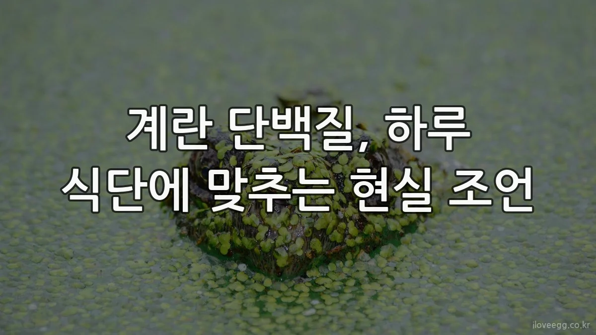 계란 단백질, 하루 식단에 맞추는 현실 조언