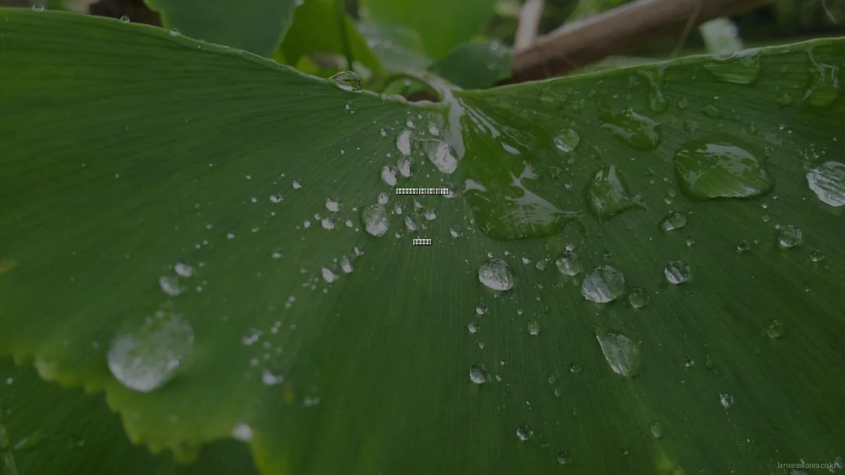 랑세스코리아 제품 구매 전 필수 체크리스트