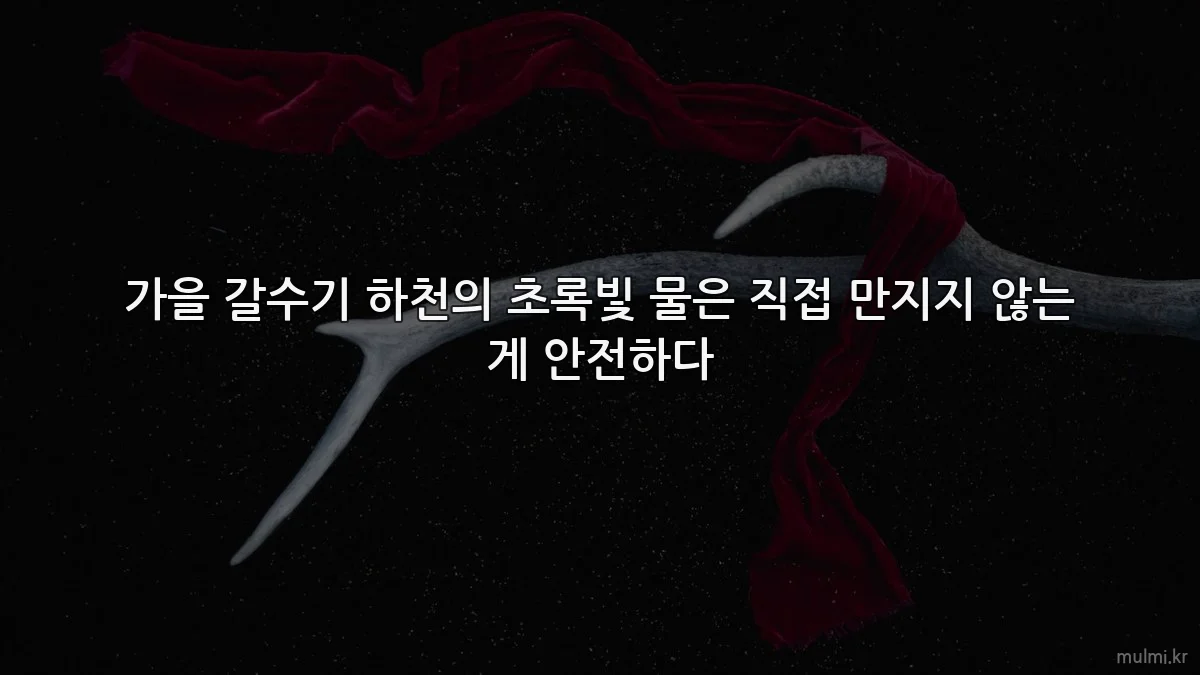 가을 갈수기 하천의 초록빛 물은 직접 만지지 않는 게 안전하다