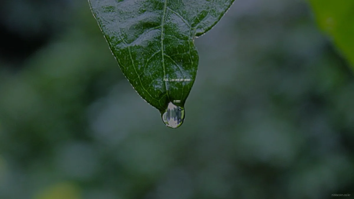 NBLS 코인 실사용 후기: 장단점과 팁 총정리