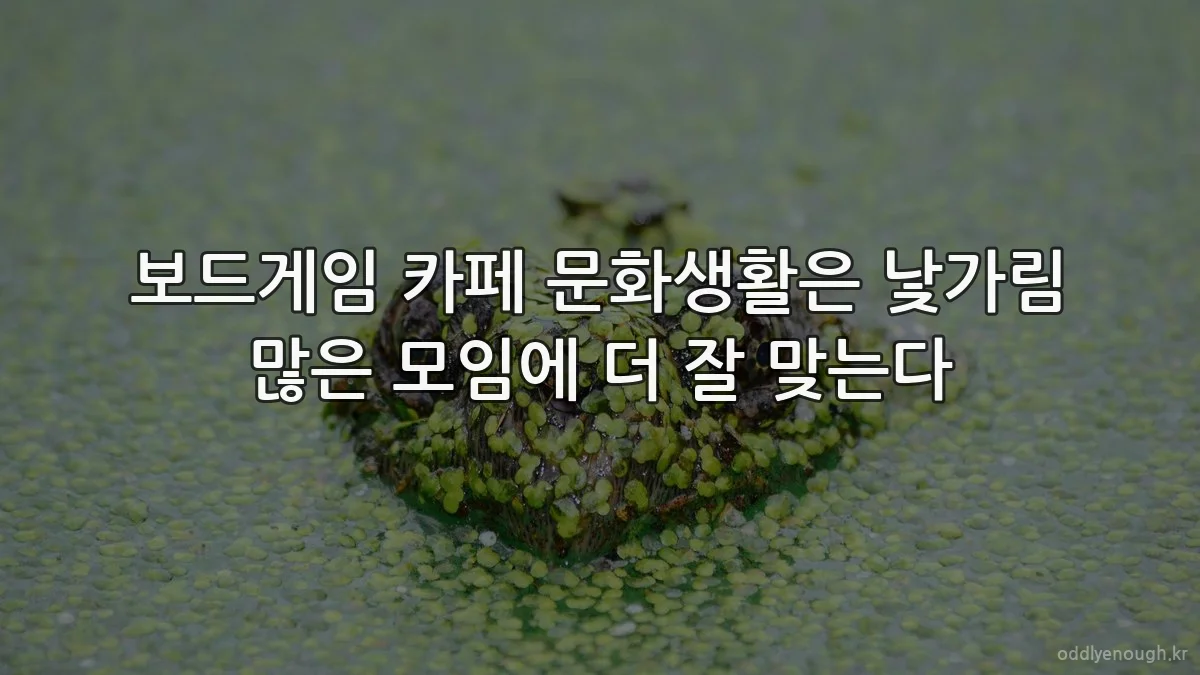 보드게임 카페 문화생활은 낯가림 많은 모임에 더 잘 맞는다