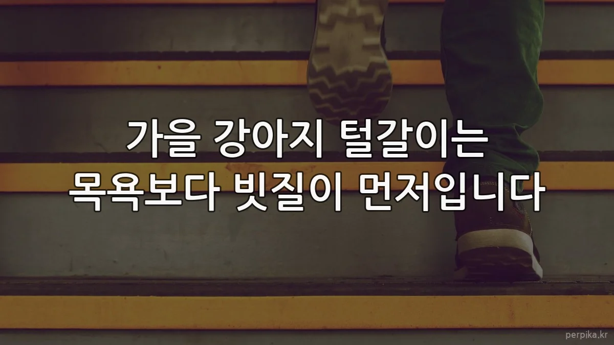 가을 강아지 털갈이는 목욕보다 빗질이 먼저입니다