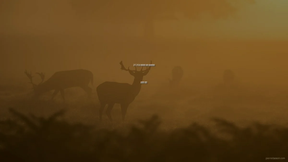 2026년 디자인과 사진 포트폴리오 트렌드 분석