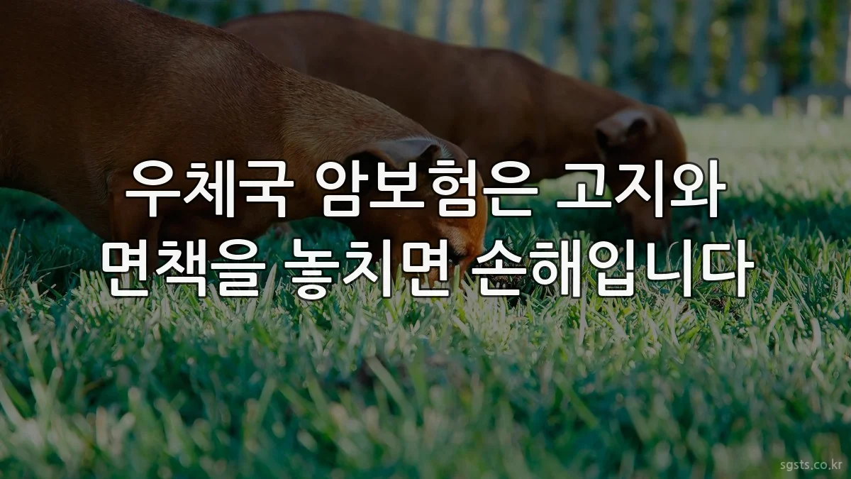 우체국 암보험은 고지와 면책을 놓치면 손해입니다