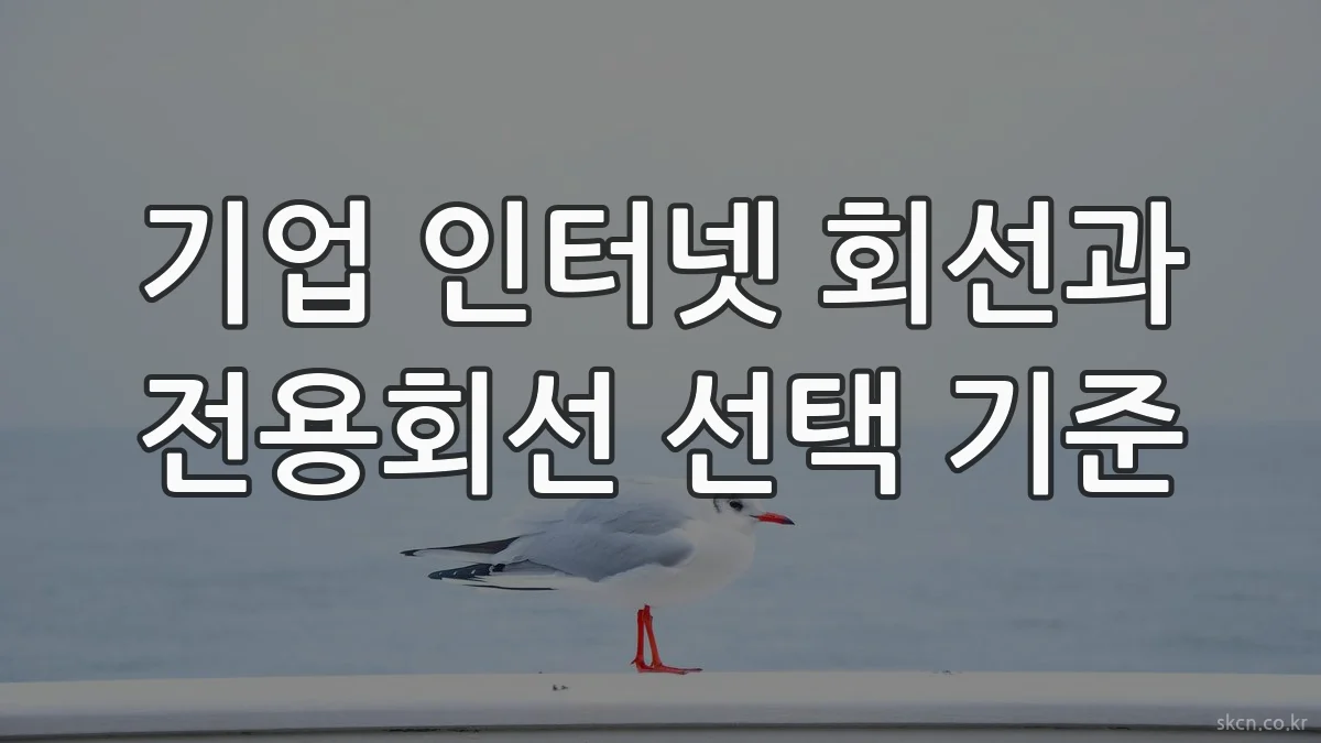 기업 인터넷 회선과 전용회선 선택 기준