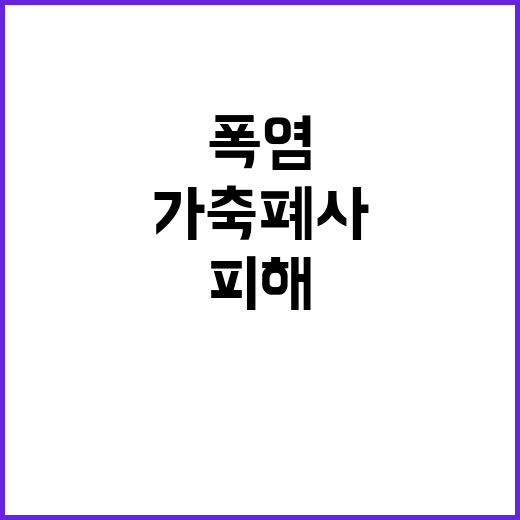 폭염 피해, 5만 8,000여 마리 가축 폐사!