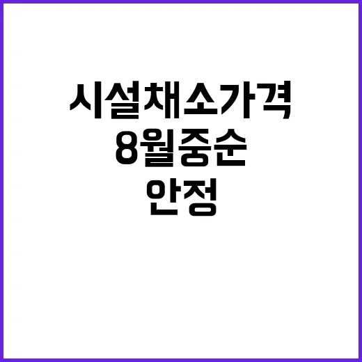 시설채소 가격 8월 중순 안정 예고! 놀라운 사실!