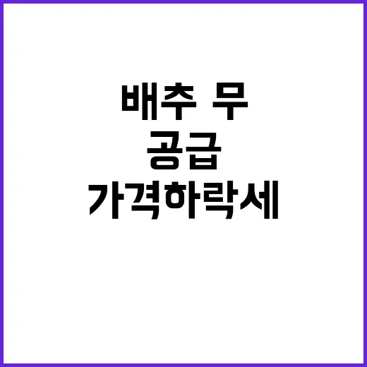 배추·무 가격 하락세 공급 급증 이유는?