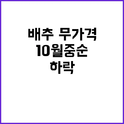 “배추·무 가격 10월 중순 하락 예고!”