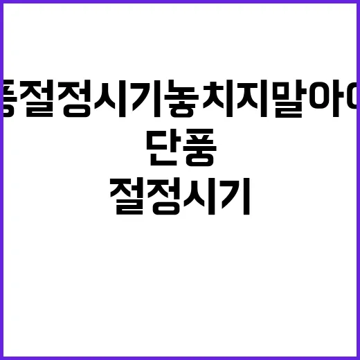 단풍 절정 시기 놓치지 말아야 할 날!