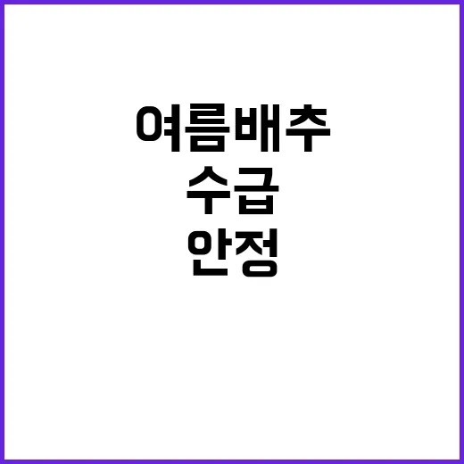 여름배추 작황 안정, 비축 봄 배추로 수급 개선!