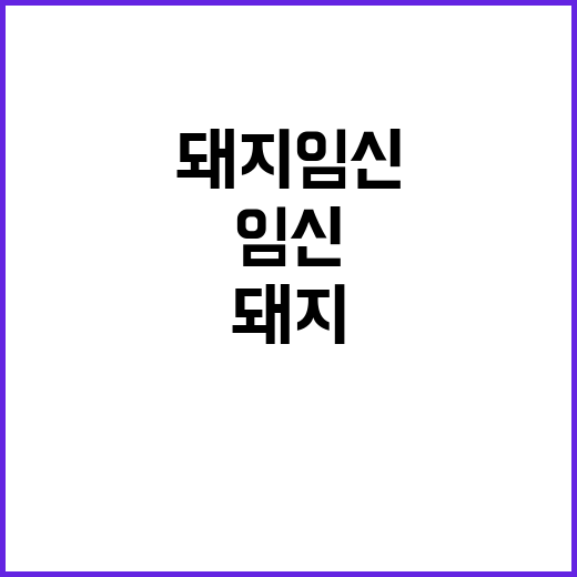 AI 돼지 임신 판…