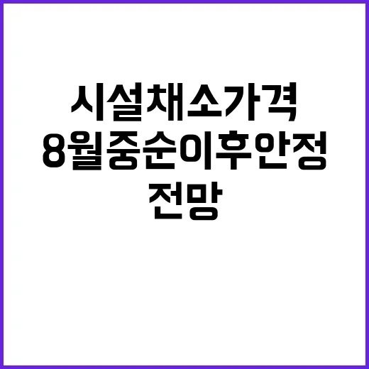 시설채소 가격 8월 중순 이후 안정될 전망!