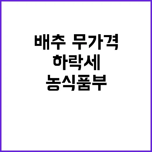 농식품부 배추·무 가격 하락세 예상 발표!