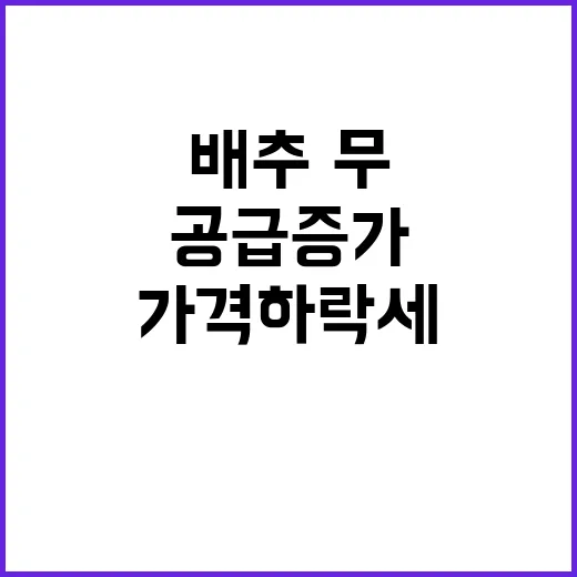 배추·무 공급 증가 가격 하락세로 전환!