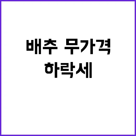 “배추·무 가격 하…