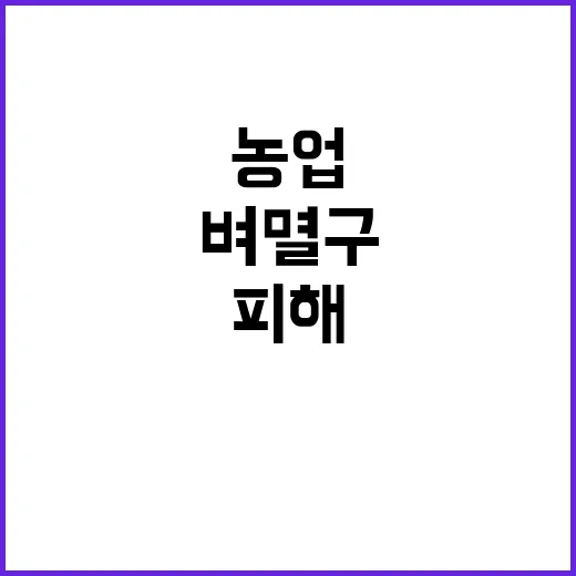 벼멸구 농작물 피해…