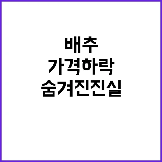 배추 가격 하락 소…