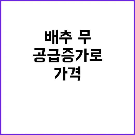 배추·무 가격 공급 증가로 급속 하락 중!