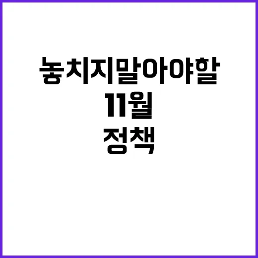 11월 정책 변화 …