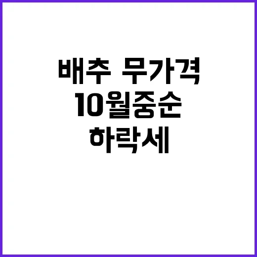 배추·무 가격 하락세 10월 중순 후 확인!