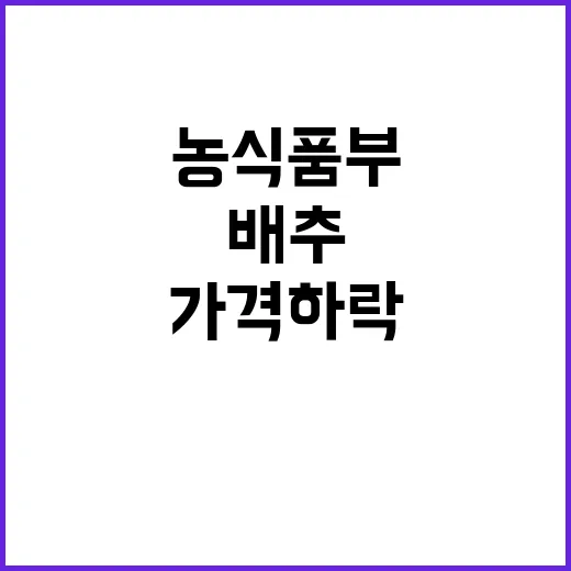 배추 도매가격 하락…