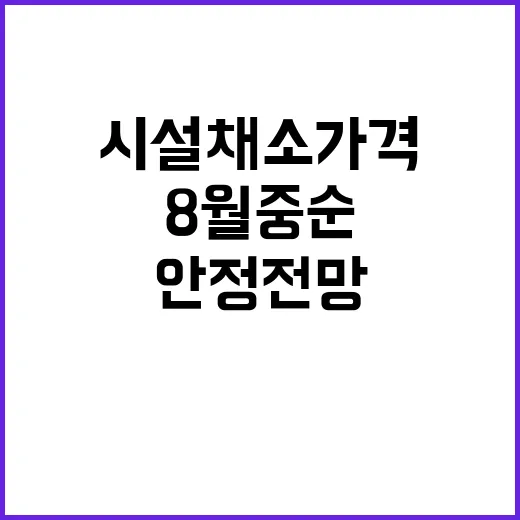 시설채소 가격 8월 중순 안정 전망 확인!