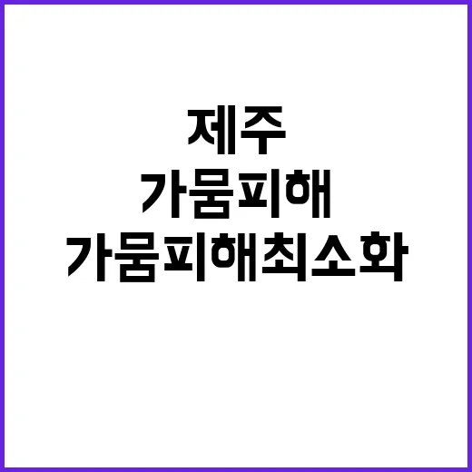 제주 당근 가뭄 피해 최소화 위한 노력 공개!